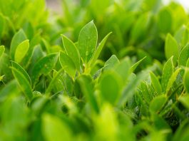 Estratto di tè verde e insulinemia postprandiale