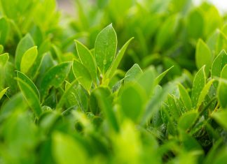 Estratto di tè verde e insulinemia postprandiale