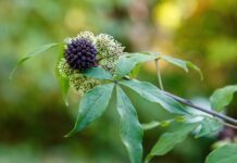 Eleuterococco: proprietà e potenziale terapeutico