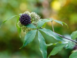 Eleuterococco: proprietà e potenziale terapeutico