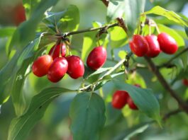 Corniolo: effetti contrastanti sul peso corporeo