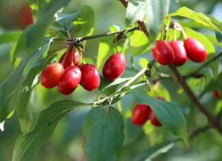 Corniolo: effetti contrastanti sul peso corporeo