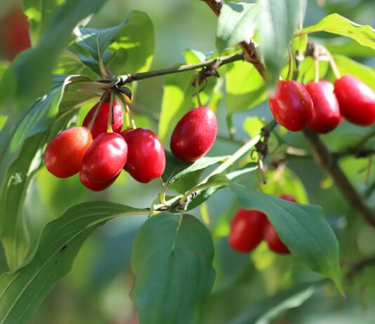 Corniolo: effetti contrastanti sul peso corporeo