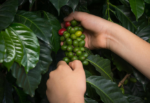 Coffea arabica: applicazioni innovative in cosmetica Foglie e semi della pianta del caffè