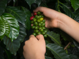 Coffea arabica: applicazioni innovative in cosmetica Foglie e semi della pianta del caffè