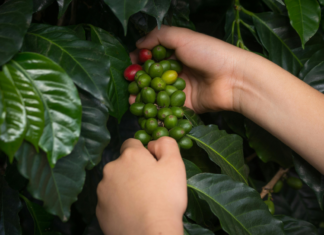 Coffea arabica: applicazioni innovative in cosmetica Foglie e semi della pianta del caffè