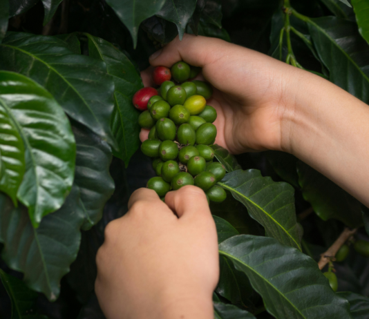Coffea arabica: applicazioni innovative in cosmetica Foglie e semi della pianta del caffè