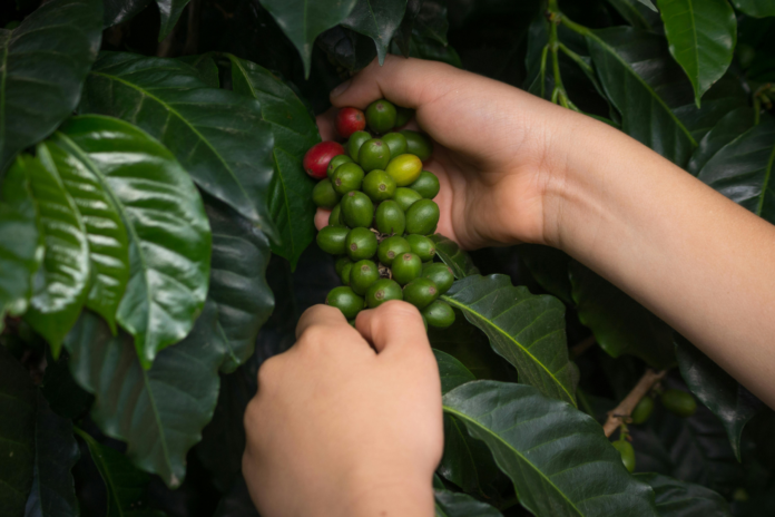 Foglie e semi della pianta del caffè