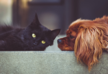 Cannabidiolo per cani e gatti: prospettive, evidenze e limiti scientifici effetti del cannabidiolo su cani e gatti