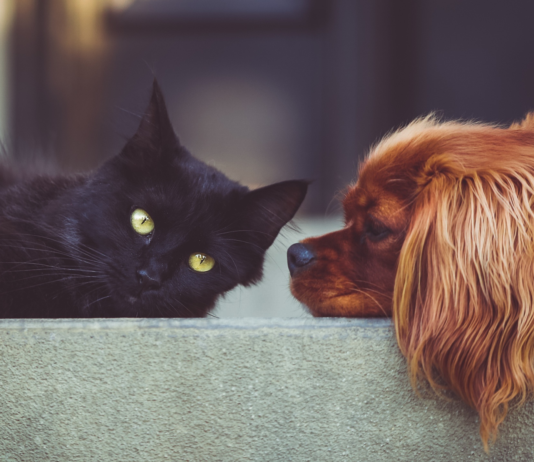 Cannabidiolo per cani e gatti: prospettive, evidenze e limiti scientifici effetti del cannabidiolo su cani e gatti