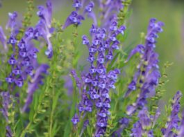 Integratore a base di scutellaria e biancospino: effetti sulla riduzione dello stress Integratore con scutellaria e biancospino per lo stress