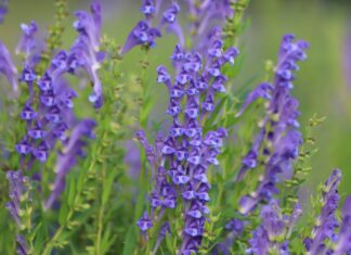 Integratore a base di scutellaria e biancospino: effetti sulla riduzione dello stress Integratore con scutellaria e biancospino per lo stress