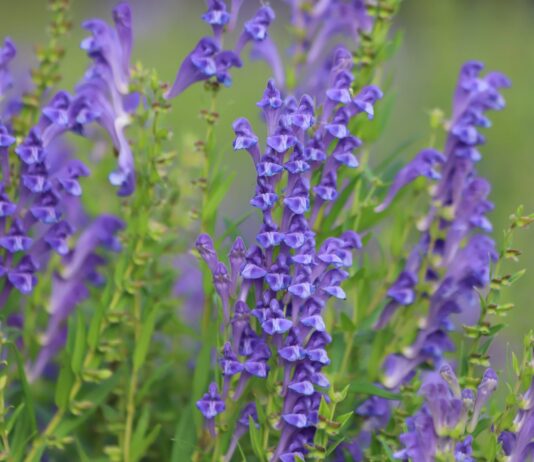 Integratore a base di scutellaria e biancospino: effetti sulla riduzione dello stress Integratore con scutellaria e biancospino per lo stress