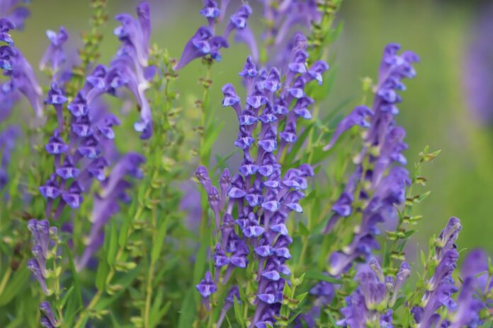 Integratore con scutellaria e biancospino per lo stress