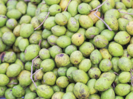 Boswellia serrata e Terminalia chebula: nuove evidenze cliniche contro il declino cognitivo Boswellia serrata e Terminalia chebula per il declino cognitivo