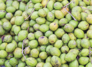 Boswellia serrata e Terminalia chebula: nuove evidenze cliniche contro il declino cognitivo Boswellia serrata e Terminalia chebula per il declino cognitivo