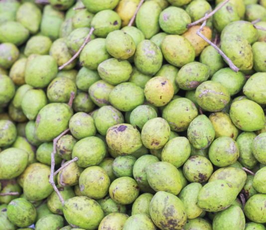 Boswellia serrata e Terminalia chebula: nuove evidenze cliniche contro il declino cognitivo Boswellia serrata e Terminalia chebula per il declino cognitivo