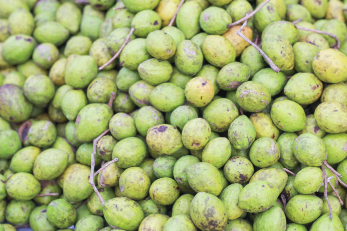 Boswellia serrata e Terminalia chebula per il declino cognitivo