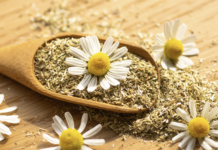 Effetti positivi della camomilla nella gestione dei sintomi della menopausa Camomilla per i sintomi della menopausa