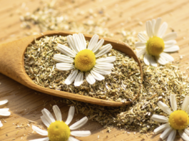 Effetti positivi della camomilla nella gestione dei sintomi della menopausa Camomilla per i sintomi della menopausa