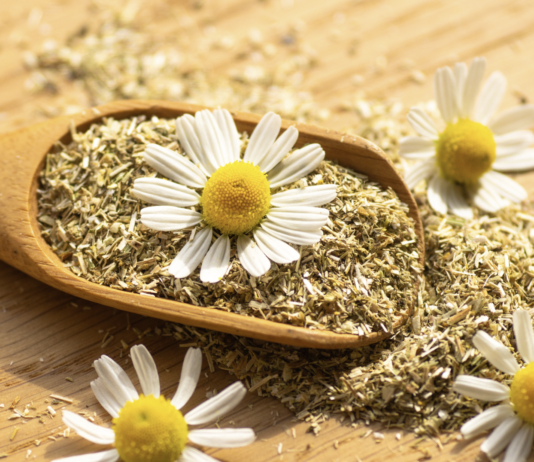 Effetti positivi della camomilla nella gestione dei sintomi della menopausa Camomilla per i sintomi della menopausa
