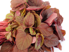 Polvere di spinacio rosso: effetti positivi sulla performance muscolare negli esercizi di resistenza spinacio rosso nitrati