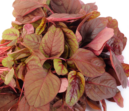 Polvere di spinacio rosso: effetti positivi sulla performance muscolare negli esercizi di resistenza spinacio rosso nitrati