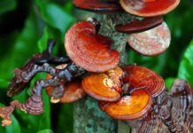 Ganoderma lucidum: un fungo utile per la gestione della dislipidemia Ganoderma lucidum trigliceridi fegato