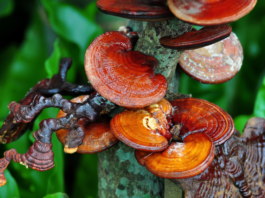 Ganoderma lucidum: un fungo utile per la gestione della dislipidemia Ganoderma lucidum trigliceridi fegato