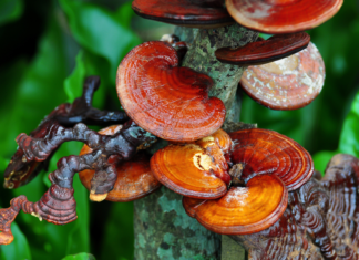 Ganoderma lucidum: un fungo utile per la gestione della dislipidemia Ganoderma lucidum trigliceridi fegato