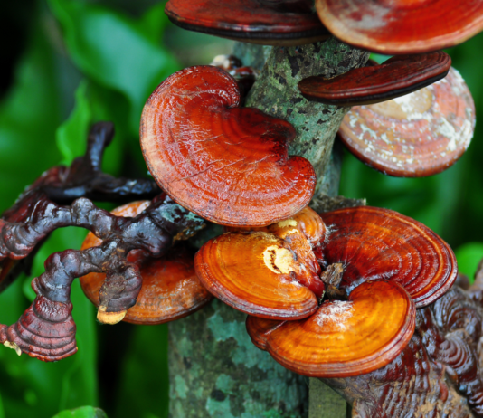 Ganoderma lucidum: un fungo utile per la gestione della dislipidemia Ganoderma lucidum trigliceridi fegato