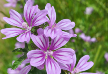 Stomatite e mucosite orale da chemioterapia: efficacia del collutorio alla Malva sylvestris malva sylvestris mucosite orale chemioterapia