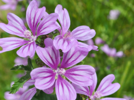 Stomatite e mucosite orale da chemioterapia: efficacia del collutorio alla Malva sylvestris malva sylvestris mucosite orale chemioterapia