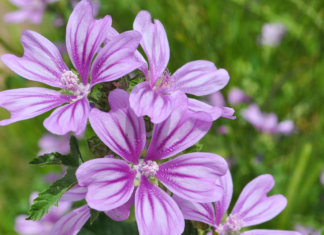 Stomatite e mucosite orale da chemioterapia: efficacia del collutorio alla Malva sylvestris malva sylvestris mucosite orale chemioterapia