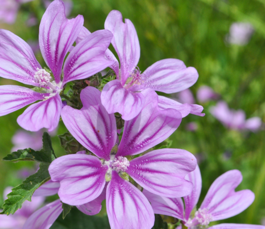 Stomatite e mucosite orale da chemioterapia: efficacia del collutorio alla Malva sylvestris malva sylvestris mucosite orale chemioterapia