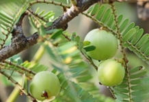 Phyllanthus spp., le potenzialità antinfiammatorie di piante medicinali dalla tradizione millenaria Phyllanthus proprietà antinfiammatorie fitoterapia