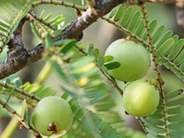 Phyllanthus spp., le potenzialità antinfiammatorie di piante medicinali dalla tradizione millenaria Phyllanthus proprietà antinfiammatorie fitoterapia