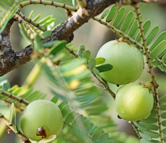Phyllanthus spp., le potenzialità antinfiammatorie di piante medicinali dalla tradizione millenaria Phyllanthus proprietà antinfiammatorie fitoterapia