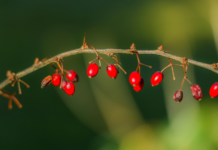 Berberina e MAFLD: effetti su fegato, VEGF e funzione vascolare berberina per fegato grasso e funzione vascolare