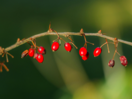 Berberina e MAFLD: effetti su fegato, VEGF e funzione vascolare berberina per fegato grasso e funzione vascolare