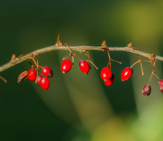 Berberina e MAFLD: effetti su fegato, VEGF e funzione vascolare berberina per fegato grasso e funzione vascolare