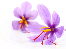 Antiossidanti dallo zafferano: la crocetina per la salute cardiovascolare crocetina zafferano benefici cardiovascolari