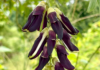 Mucuna pruriens e malattia di Parkinson: studio clinico ne conferma l’efficacia Mucuna pruriens Parkinson