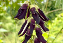 Mucuna pruriens e malattia di Parkinson: studio clinico ne conferma l’efficacia Mucuna pruriens Parkinson