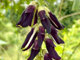 Mucuna pruriens e malattia di Parkinson: studio clinico ne conferma l’efficacia Mucuna pruriens Parkinson