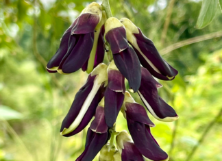 Mucuna pruriens e malattia di Parkinson: studio clinico ne conferma l’efficacia Mucuna pruriens Parkinson