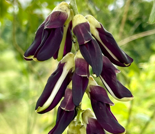 Mucuna pruriens e malattia di Parkinson: studio clinico ne conferma l’efficacia Mucuna pruriens Parkinson