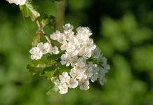 Potenzialità terapeutiche e applicazioni salutistiche del biancospino biancospino benefici cardiovascolari ipertensione