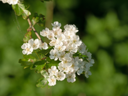 Potenzialità terapeutiche e applicazioni salutistiche del biancospino biancospino benefici cardiovascolari ipertensione