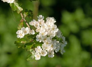 Potenzialità terapeutiche e applicazioni salutistiche del biancospino biancospino benefici cardiovascolari ipertensione